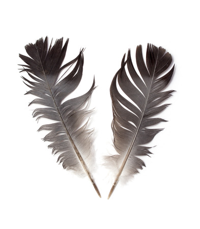 feather of a bird on a white backgroundの写真素材
