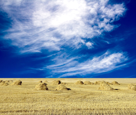 cloudy sky and golden field after harvestingの写真素材