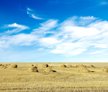 cloudy sky and golden field after harvestingの写真素材