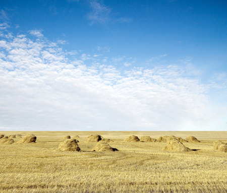 cloudy sky and golden field after harvestingの写真素材