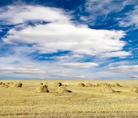 cloudy sky and golden field after harvestingの写真素材