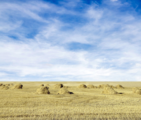 cloudy sky and golden field after harvestingの写真素材