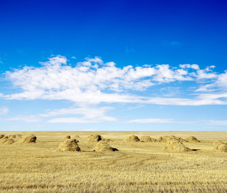 cloudy sky and golden field after harvestingの写真素材