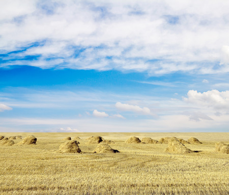 cloudy sky and golden field after harvestingの写真素材
