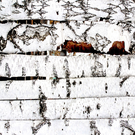 birch wood fence textureの写真素材