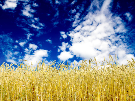 Golden wheat field with blue sky in backgroundの写真素材