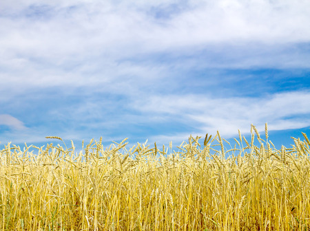 Golden wheat field with blue sky in backgroundの写真素材