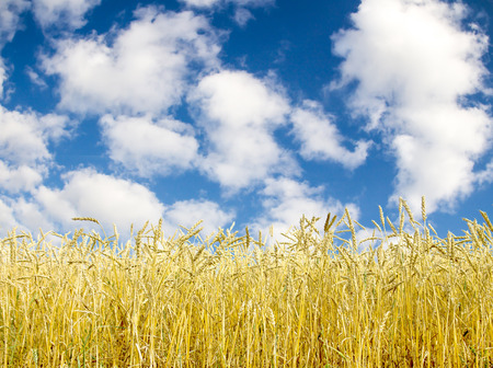 Golden wheat field with blue sky in backgroundの写真素材