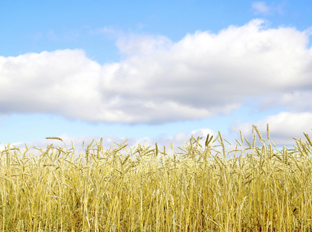 Golden wheat field with blue sky in backgroundの写真素材