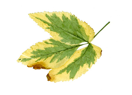 dried leaves on white backgroundの写真素材