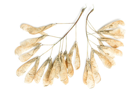 dry maple seeds on white backgroundの写真素材