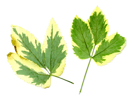 dried leaves on white backgroundの写真素材