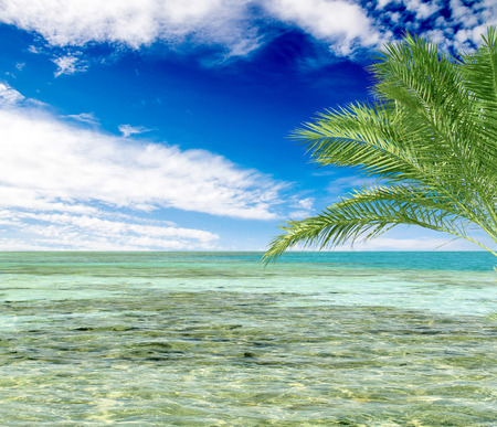 turquoise sea sky coconut palmの写真素材