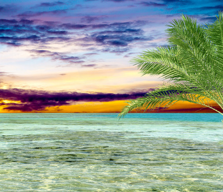 turquoise sea sky coconut palmの写真素材