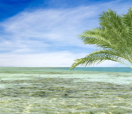 turquoise sea sky coconut palmの写真素材