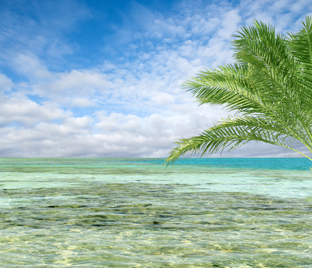 turquoise sea sky coconut palmの写真素材