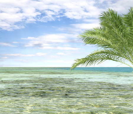 turquoise sea sky coconut palmの写真素材