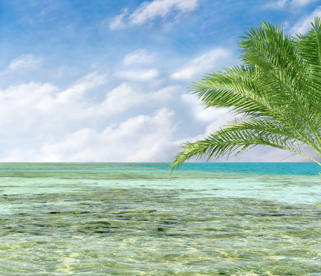 turquoise sea sky coconut palmの写真素材