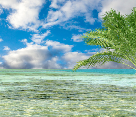 turquoise sea sky coconut palmの写真素材