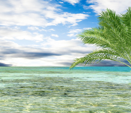 turquoise sea sky coconut palmの写真素材