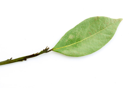 green leaves of the laurel tree