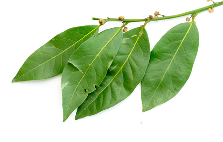 green leaves of the laurel tree