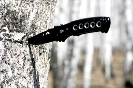 knife stuck in a treeの写真素材