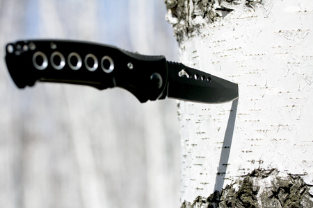 knife stuck in a treeの写真素材