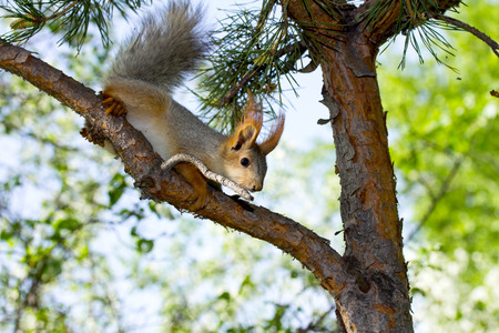 squirrel on a tree in summer forestの写真素材