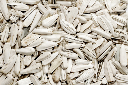 sunflower seeds on white backgroundの写真素材