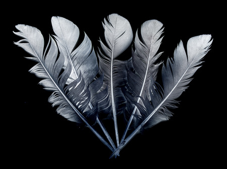bird feather on black background
