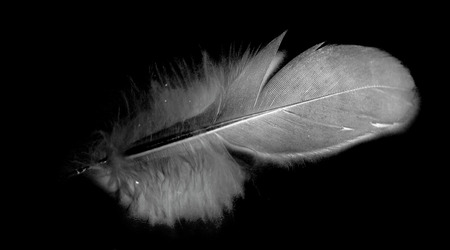 bird feather on black backgroundの写真素材