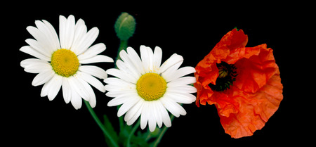 flower red field poppy, daisyの写真素材