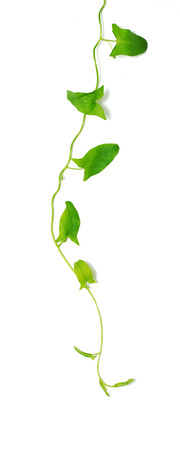green creeper on a white background
