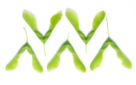 green maple seeds on white backgroundの写真素材