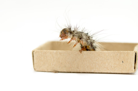 Gypsy moth caterpillar (Lymantria Dispar)