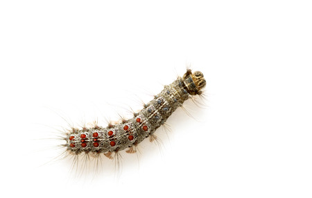 Gypsy moth caterpillar (Lymantria Dispar)の写真素材