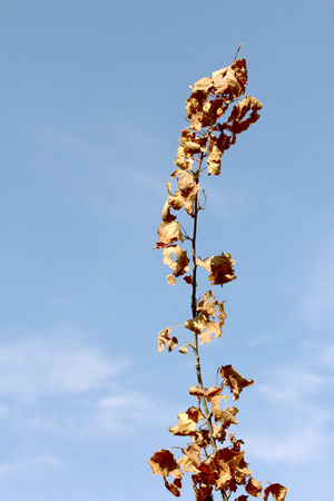 dead leaves against the skyの写真素材
