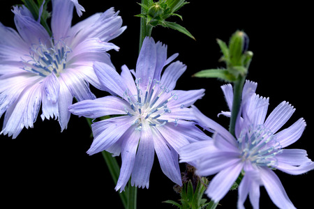 Chicory on black backgroundの写真素材