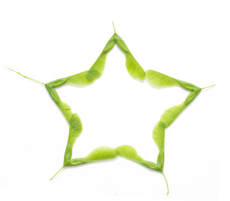 green maple seeds on white backgroundの写真素材