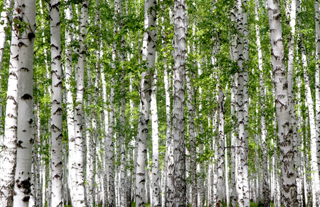 White birch trees in the forest in summerの写真素材