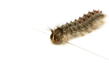Gypsy moth caterpillar (Lymantria Dispar)