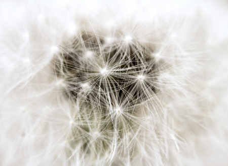 Dandelion seed outdoorsの写真素材
