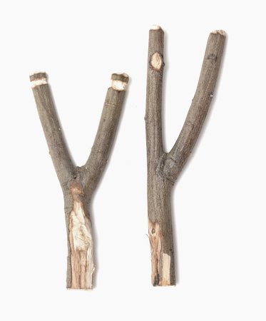 slingshot from a tree on a white backgroundの写真素材