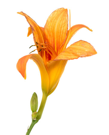Orange lily flower,Lilium, isolated on whiteの写真素材