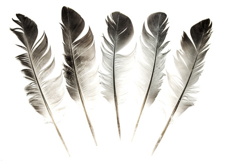 feather of a bird on a white backgroundの写真素材