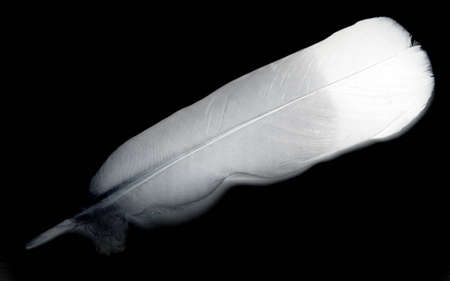 bird feather on black backgroundの写真素材