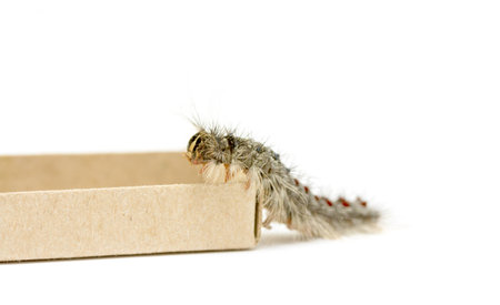Gypsy moth caterpillar (Lymantria Dispar)の写真素材