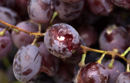 dirty grapes on a white backgroundの写真素材