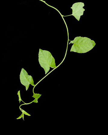 vine on a black background